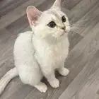 انثى سكوتش تزاوج