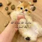 قطط سكوتش نقيه
