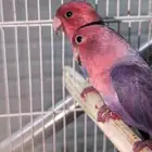 جوز روز وردي منتج شرط