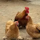 دجاج كوشن قزم