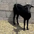 ماعز محايلي دهم العد 3