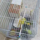 طيور الحب (البادجي)