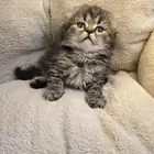 سكوتش فولد لونق هير