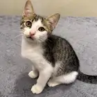 خمس قطط للتبني