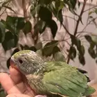 فرخ دره تم البيع الله يبارك لهم