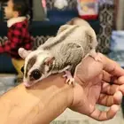 سنجاب شوقر قلايدر