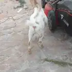 تيس قزمي للبيع