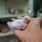 فروخ روز البينو تقبل الغر
