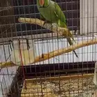 درة باكستاني للبيع