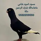 حمام شامي للبيع