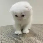 قط ذكر سكوتش فولد لونق هير العمر 42 يوم