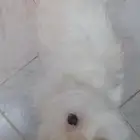 مالتيز