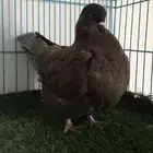 حمام فرش