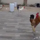 دجاج بلدي للبيع السعر 100
