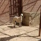 خروف رفيدي بلدي
