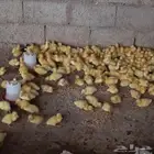 صوص بط بكيني
