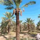 بيع نخل س ري