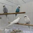 طيور حب في اجوز و حبات اليف و فروخ