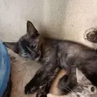 قطط للتبني