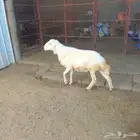 خروف فحل رباع مشروط باشوت سبت العلاية البشائر