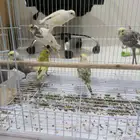 عرض خاص طيور حب مجانيه اثنين