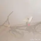 حي النفل