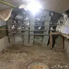 حمام للبيع