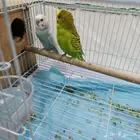 جوز حب ما يوقف انتاج وعمره سنه و جاهز للانتاج