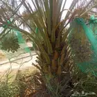 زبائن الكرام السلام عليكم ورحمة يو جد لدينا نخل مثمر صنو بق