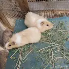 ارانب وبر للبيع