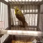 للبيع ياسمين بو زنبيغ على السوم رقم الجوال