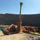 جميع انواع النخيل