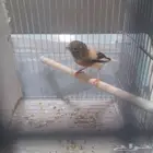 للبيع كناري سوري شرط انثى جهزا الحد 80