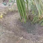 نخل للبيع سكري مجدول لبانه صقعي سكري حمراء شيش