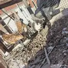 طقم فروخ دجاج حباحب كويتي وعربي
