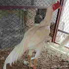 ديك باكستاني سندي ابيض عمر9شهور