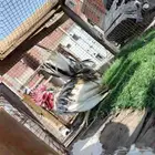 ديك جبنيز مستوى تب