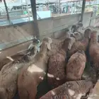 طليان سواكني حمري مرابي فل ممتازة جدا