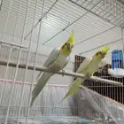 جوز كروان منتج ومعه فرخ وبيض