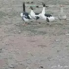 وز كفو للبع 3 ايناث وذكر الذكر ما يشوف من وحده من عيونه