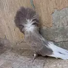 ذكر جاكوبين