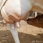 بقره بلدي منتوج