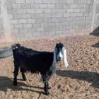 خمس معز للبيع. حليب وحده شامبه تامه به الحليب الوافر حليب