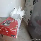 حمام هزاز هندي حبة واحدة للبيع