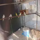 كناري وكروان وروز وطيور الحب البادجي بيع جمله او زوج او حبه