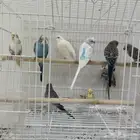 حب اجوز وحبات للبيع