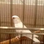 للبيع روز البيانو ذكر شرط جهز على السوم بدون ملحقات