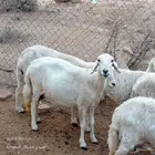 ضان دفيع للبيع