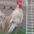 ديك فونيكس ياباني مستوى ولوان