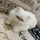 قطه انثى هاديه جدا نوع هملايا للبيع